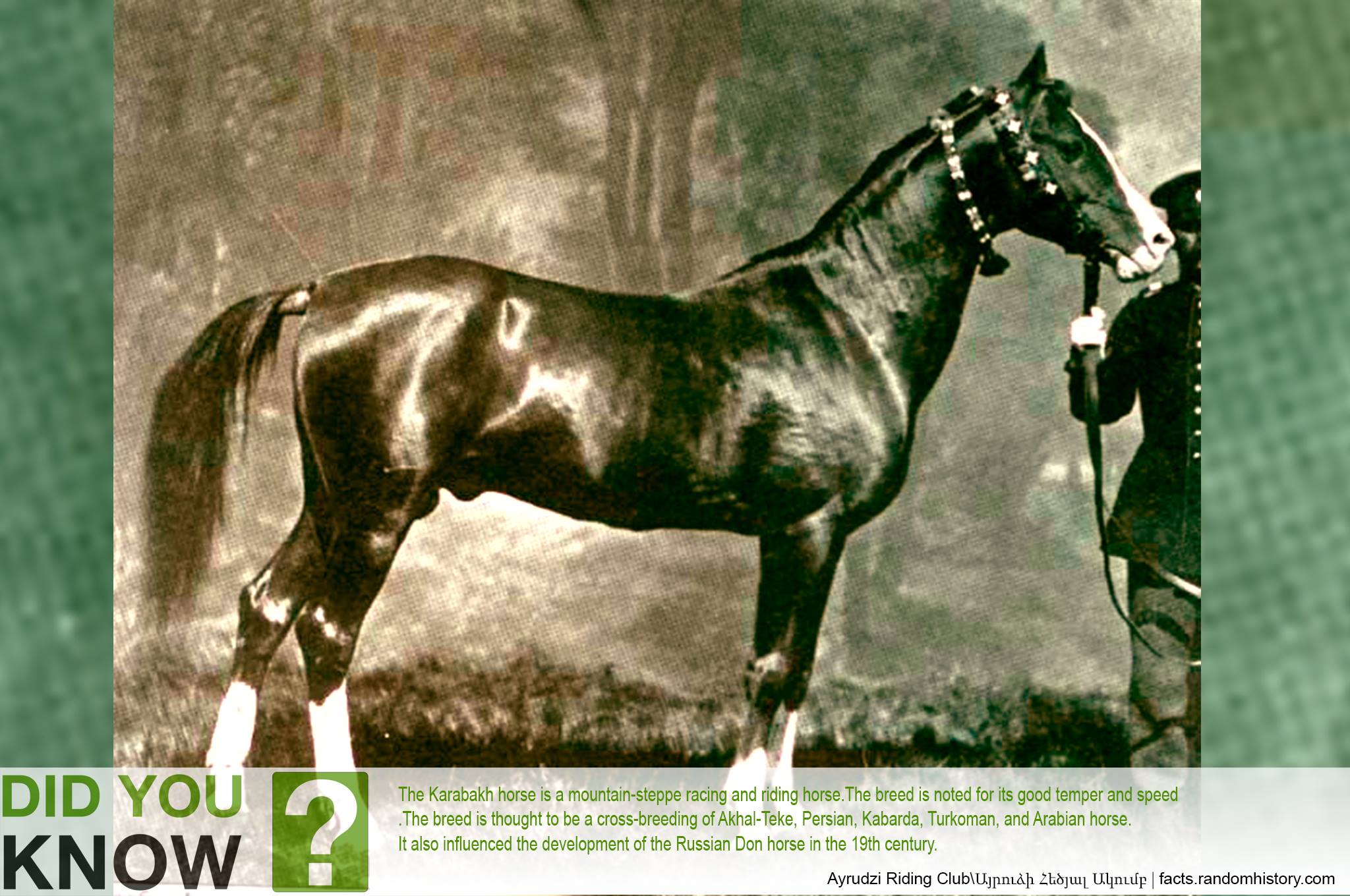 Kabarda Horse